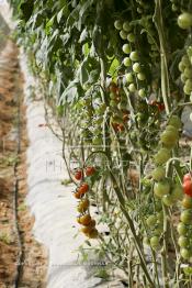 Image du Maroc Professionnelle de  Avec l'introduction des cultures sous abris serres, la région de Dakhla est devenue en très peu de temps célèbre pour ces productions de fruits et légumes destinés à l’export.  Sous d’immenses serres, la production des tomates en grappes bénéficie d’un climat phénoménalement ensoleillé, tempéré et régulier, Mardi 21 Novembre 2006. (Photo / Abdeljalil Bounhar)